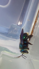 Xylocopa bombylans