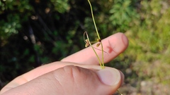 Cyperus subsquarrosus
