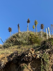 Puya chilensis