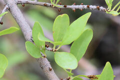 Forestiera pubescens pubescens