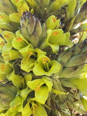 Puya chilensis