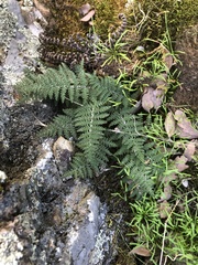 Myriopteris covillei