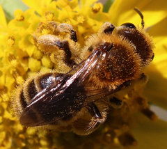 Callandrena