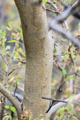 Forestiera pubescens pubescens