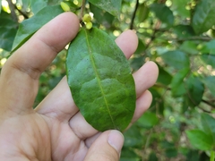 Pera glabrata