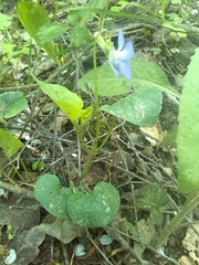 Viola mirabilis