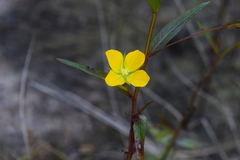 Ludwigia alternifolia