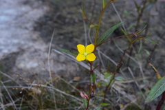 Ludwigia alternifolia