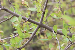 Forestiera pubescens pubescens