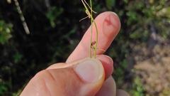 Cyperus subsquarrosus