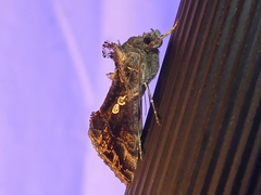 Chrysodeixis includens
