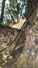 Polyporus