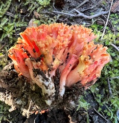 Ramaria stuntzii