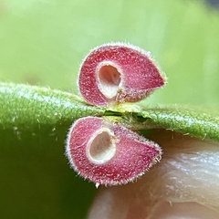 Caryomyia persicoides