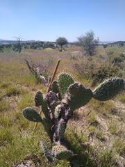 Opuntia