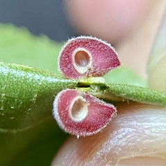 Caryomyia persicoides