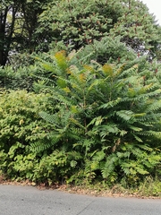 Ailanthus altissima
