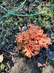 Ramaria stuntzii