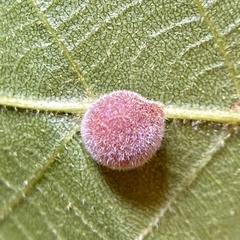 Caryomyia persicoides