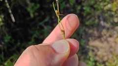 Cyperus subsquarrosus