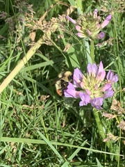 Astragalus laxmannii robustior