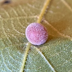 Caryomyia persicoides