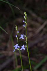 Lobelia gibbosa