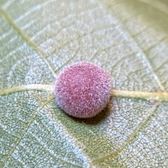 Caryomyia persicoides