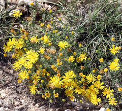Xanthisma spinulosum