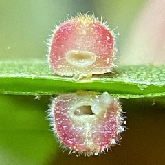 Caryomyia persicoides