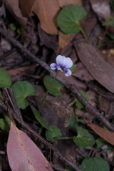 Viola hederacea