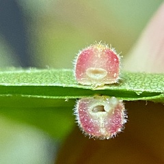 Caryomyia persicoides