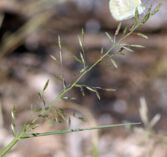 Eragrostis