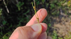 Cyperus subsquarrosus