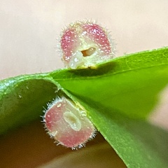 Caryomyia persicoides