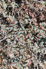 Euphorbia albomarginata