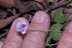 Viola hederacea
