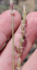 Hilaria rigida