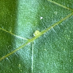 Caryomyia persicoides