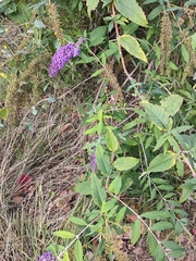 Buddleja davidii