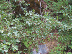 Vaccinium coccineum