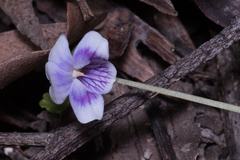 Viola hederacea