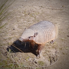 Chaetophractus villosus