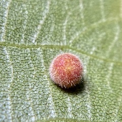 Caryomyia persicoides