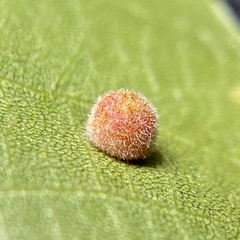 Caryomyia persicoides