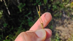 Cyperus subsquarrosus