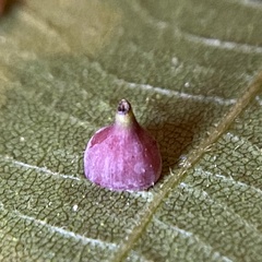 Caryomyia sanguinolenta