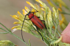 Crossidius coralinus