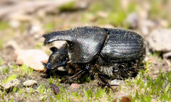 Onthophagus hecate