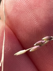 Panicum dichotomiflorum